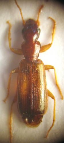 Réf. 21 002 : Paradromius linearis