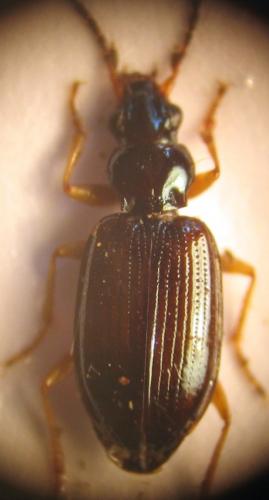 Bembidion sp.