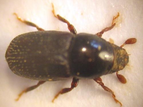 Scolytus intricatus