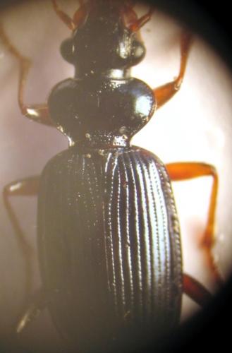 Réf. 21 146 : Leistus fulvibarbis