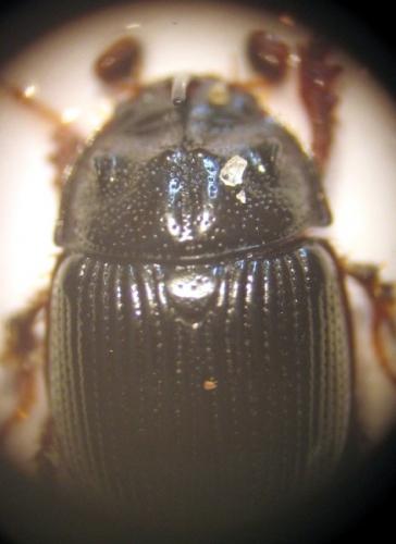 Réf. 21 320 : Odonteus armiger