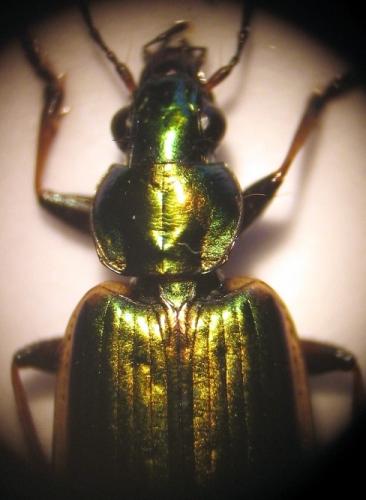 Réf. 21 321 : Agonum marginatum