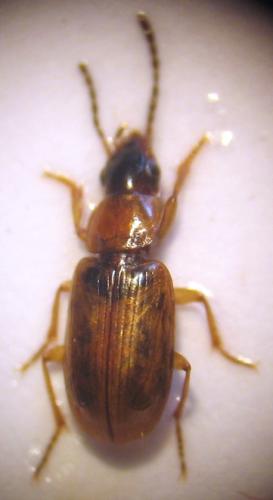 Réf. 21 431 : Acupalpus parvulus