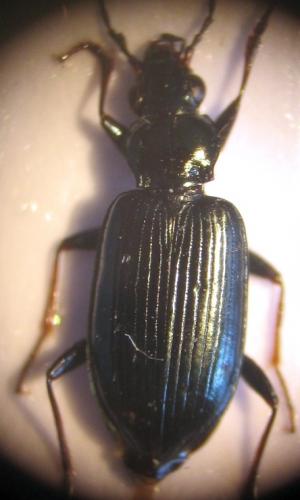 Réf. 21 433 : Bembidion sp.