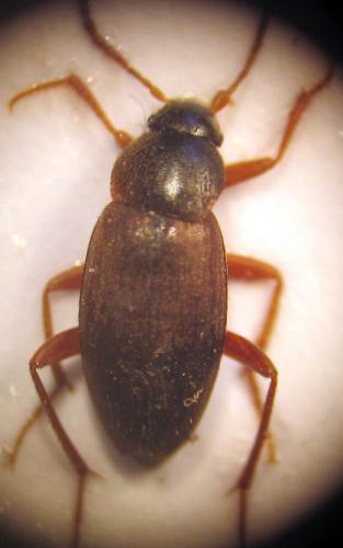 Choleva sp.