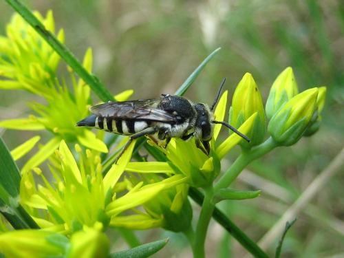 Réf. 21 999 : Coelioxys sp.