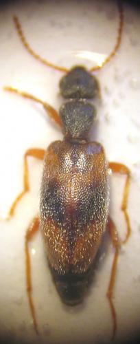 Anthicus sellatus