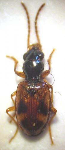 Bembidion articulatum