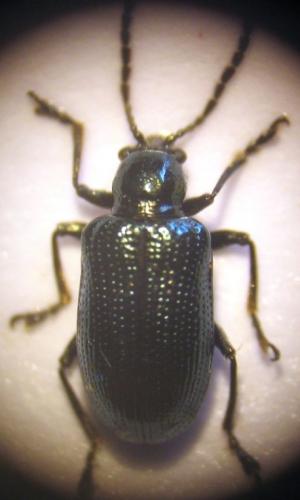 Oulema sp.
