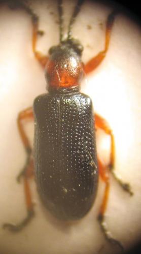 Oulema sp.