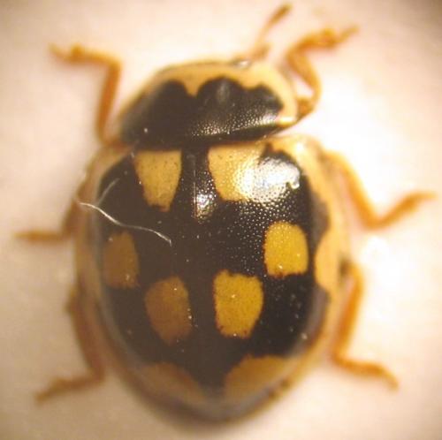 Propylea quatuordecimpunctata