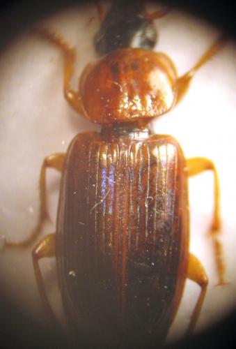 Stenolophus skrimshiranus