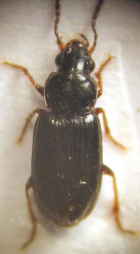 Réf. 21 915 : Acupalpus sp.