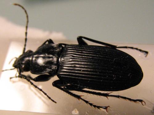 Pterostichus niger