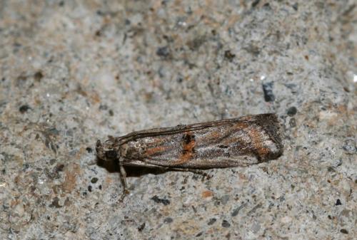 Réf. 21 149 : Khorassania compositella