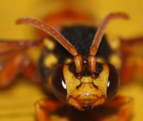 Nomada mauritanica