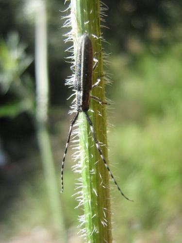 Agapanthia sp.