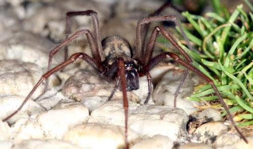 Tegenaria sp.