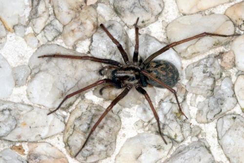 Tegenaria sp.