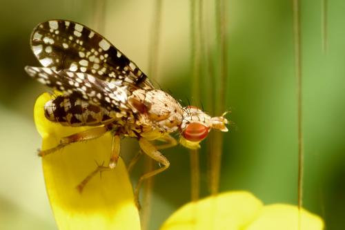Réf. 21 341 : Trypetoptera punctulata