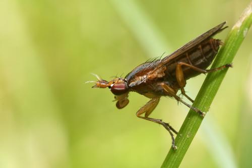 Limnia unguicornis