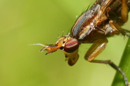 Limnia unguicornis