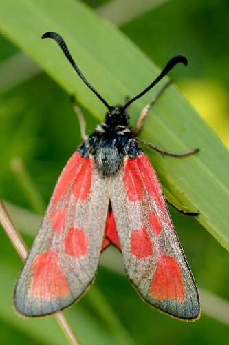 Zygaena loti