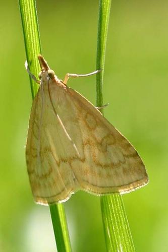 Udea lutealis