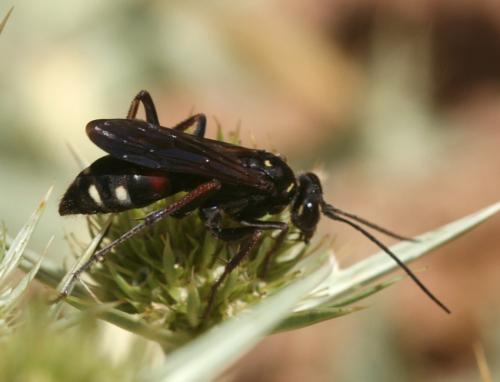 Réf. 21 952 : Cryptocheilus sp.