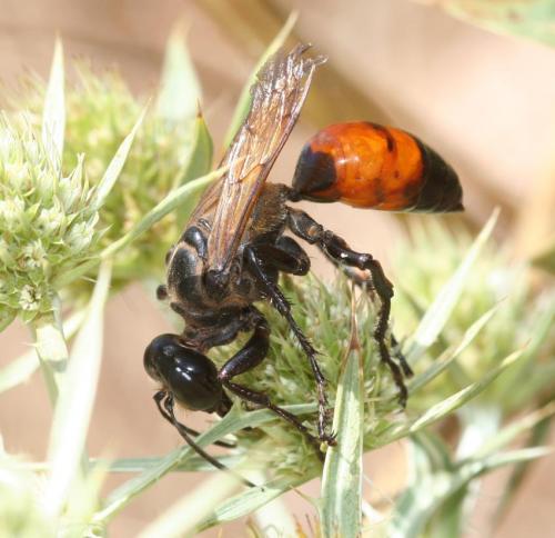 Sphex flavipennis