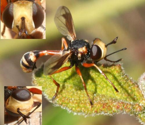 Physocephala sp.