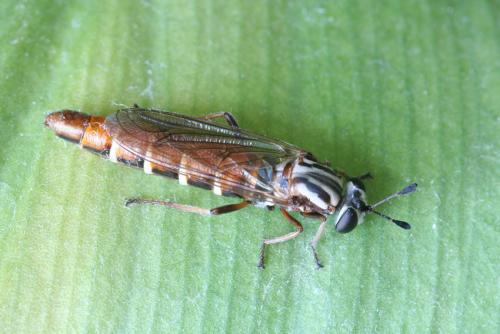 Leptomydas sardous