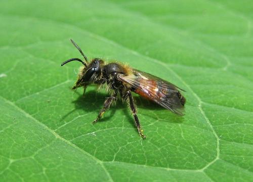 Réf. 21 864 : Andrena sp.