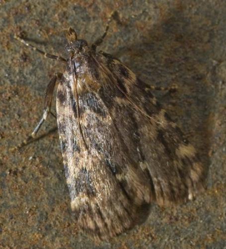 Réf. 21 955 : Aglossa caprealis