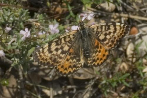 Melitaea didyma