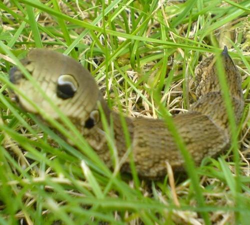 Deilephila elpenor
