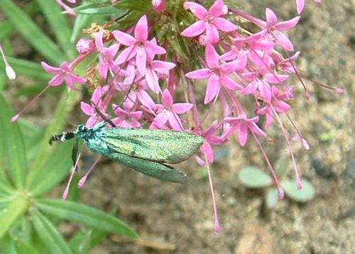 Jordanita sp.