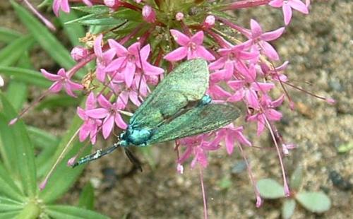 Jordanita sp.