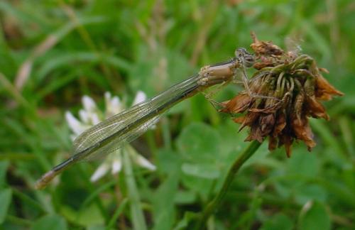 Ischnura elegans