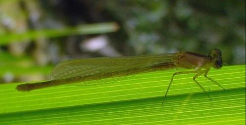 Ischnura elegans