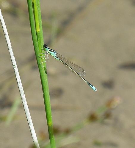 Ischnura pumilio