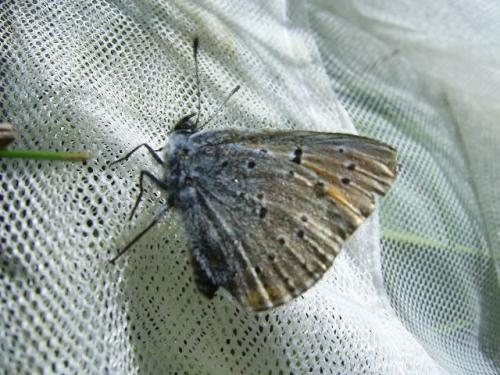 Lycaena hippothoe