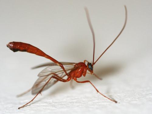 Réf. 21 082 : Enicospilus sp.