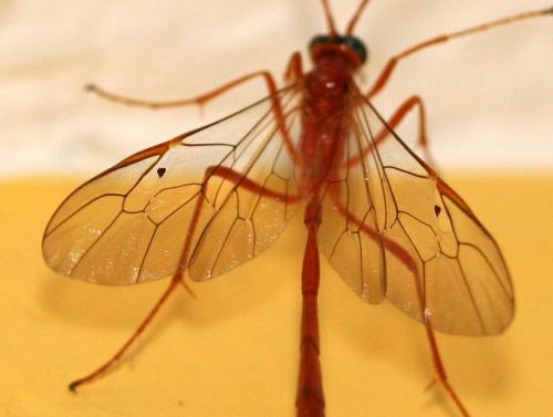Réf. 21 083 : Enicospilus sp.