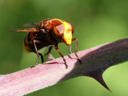 Volucella zonaria