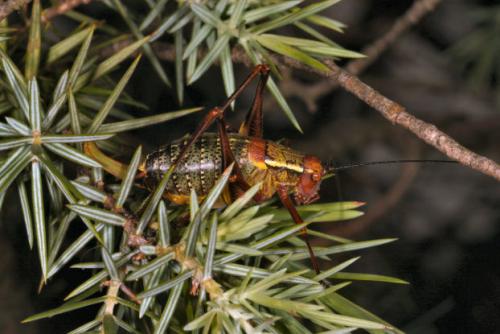 Réf. 21 044 : Barbitistes serricauda