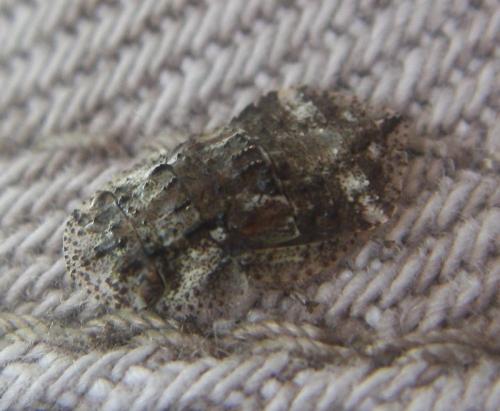 Ledra aurita