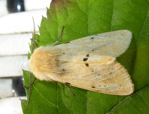 Spilosoma lutea