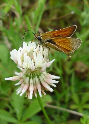 Thymelicus sp.