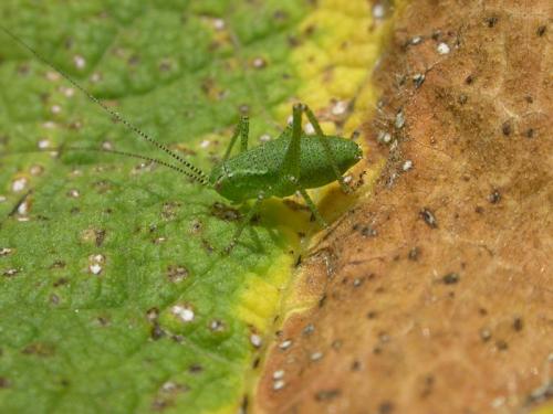 Réf. 21 408 : Leptophyes punctatissima